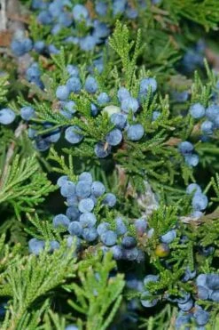 Canaertii Juniper (Red Cedar) - 3 Gallon Pot -Wilson Bros Gardens Shop juniperus virginiana canaertii eatern red cedar 4 1