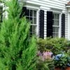 Emerald Feather Juniper - 2 Gallon Pot (2-3')