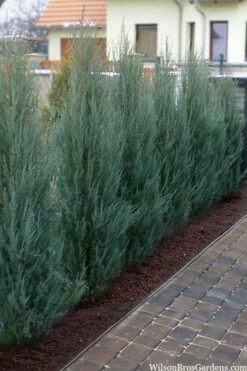 Skyrocket Columnar Juniper - 6 Pack Of 1 Gallon Pots -Wilson Bros Gardens Shop juniperus virginiana skyrocket 10 1