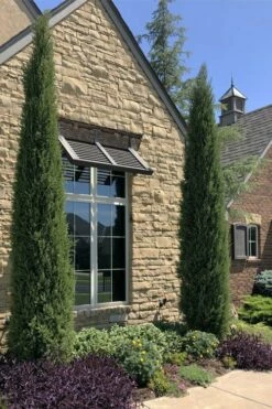 Taylor Juniper (Columnar Eastern Red Cedar) - 7 Gallon Pot -Wilson Bros Gardens Shop juniperus virginiana taylor juniper 1