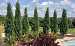 Taylor Juniper (Columnar Eastern Red Cedar) - 7 Gallon Pot -Wilson Bros Gardens Shop juniperus virginiana taylor juniper 2