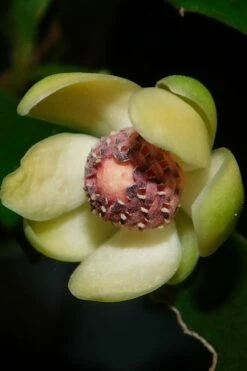 Chirifu Evergreen Magnolia Vine (Kadsura Japonica) - 2 Gallon Pot -Wilson Bros Gardens Shop kadsura japonica chirfu variegated evergreen magnolia vine 3