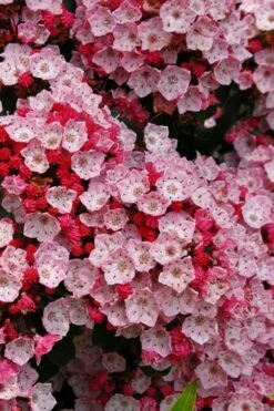 Carol Mountain Laurel (Kalmia Latifolia) - 2 Gallon Pot -Wilson Bros Gardens Shop kalmia latifolia carol mountail laurel 3