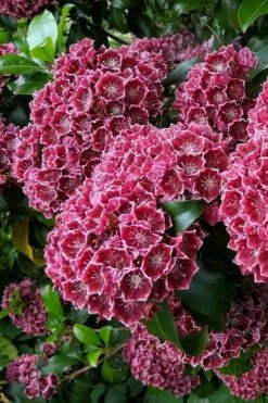 Keepsake Kalmia Mountain Laurel (Kalmia Latifolia) - 3 Gallon Pot -Wilson Bros Gardens Shop kalmia latifolia keepsake mountain laurel 1