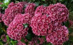 Keepsake Kalmia Mountain Laurel (Kalmia Latifolia) - 3 Gallon Pot -Wilson Bros Gardens Shop kalmia latifolia keepsake mountain laurel 2
