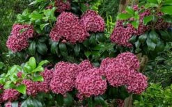 Keepsake Kalmia Mountain Laurel (Kalmia Latifolia) - 3 Gallon Pot -Wilson Bros Gardens Shop kalmia latifolia keepsake mountain laurel 3