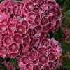 Keepsake Kalmia Mountain Laurel (Kalmia Latifolia) - 3 Gallon Pot