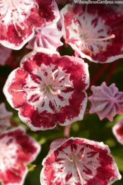 Minuet Mountain Laurel (Kalmia Latifolia) - 3 Gallon Pot -Wilson Bros Gardens Shop kalmia latifolia minuet mountail laurel 2