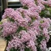 Minuet Mountain Laurel (Kalmia Latifolia) - 3 Gallon Pot