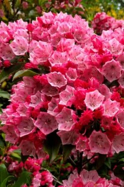 Olympic Fire Mountain Laurel (Kalmia Latifolia) - 3 Gallon Pot