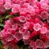 Olympic Fire Mountain Laurel (Kalmia Latifolia) - 2 Gallon Pot