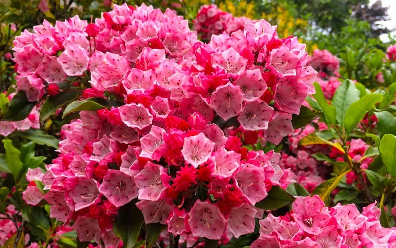 Olympic Fire Mountain Laurel (Kalmia Latifolia) - 3 Gallon Pot 5 Olympic Fire Mountain Laurel (Kalmia Latifolia) - 3 Gallon Pot - Image 5