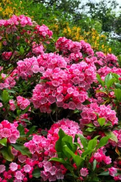 Olympic Fire Mountain Laurel (Kalmia Latifolia) - 3 Gallon Pot 13 Olympic Fire Mountain Laurel (Kalmia Latifolia) - 3 Gallon Pot -Wilson Bros Gardens Shop kalmia latifolia olympic fire mountain laurel 13 1