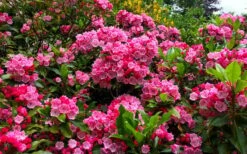 Olympic Fire Mountain Laurel (Kalmia Latifolia) - 3 Gallon Pot 11 Olympic Fire Mountain Laurel (Kalmia Latifolia) - 3 Gallon Pot -Wilson Bros Gardens Shop kalmia latifolia olympic fire mountain laurel 14 1