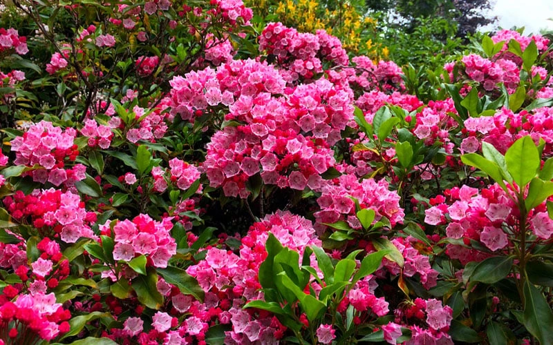 Olympic Fire Mountain Laurel (Kalmia Latifolia) - 3 Gallon Pot 4 Olympic Fire Mountain Laurel (Kalmia Latifolia) - 3 Gallon Pot - Image 4