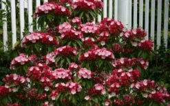 Olympic Fire Mountain Laurel (Kalmia Latifolia) - 3 Gallon Pot 15 Olympic Fire Mountain Laurel (Kalmia Latifolia) - 3 Gallon Pot -Wilson Bros Gardens Shop kalmia latifolia olympic fire mountain laurel 8 1