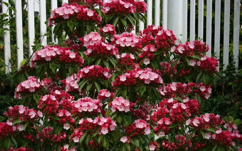 Olympic Fire Mountain Laurel (Kalmia Latifolia) - 3 Gallon Pot 8 Olympic Fire Mountain Laurel (Kalmia Latifolia) - 3 Gallon Pot - Image 8
