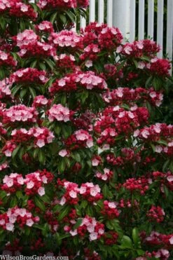 Olympic Fire Mountain Laurel (Kalmia Latifolia) - 2 Gallon Pot -Wilson Bros Gardens Shop kalmia latifolia olympic fire mountain laurel 9