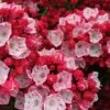 Ostbo Red Mountain Laurel (Kalmia Latifolia) - 2 Gallon Pot