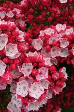 Ostbo Red Mountain Laurel (Kalmia Latifolia) - 2 Gallon Pot