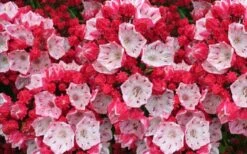 Ostbo Red Mountain Laurel (Kalmia Latifolia) - 2 Gallon Pot -Wilson Bros Gardens Shop kalmia latifolia ostbo red mountain laurel 2