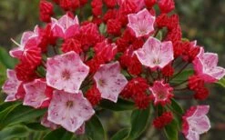 Ostbo Red Mountain Laurel (Kalmia Latifolia) - 2 Gallon Pot -Wilson Bros Gardens Shop kalmia latifolia ostbo red mountain laurel 3