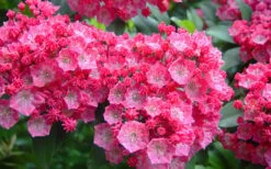 Pink Charm Mountain Laurel (Kalmia Latifolia) - 3 Gallon Pot -Wilson Bros Gardens Shop kalmia latifolia pink charm mountain laurel 4
