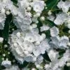 Pristine Mountain Laurel (Kalmia Latifolia) - 3 Gallon Pot