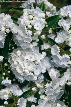 Pristine Mountain Laurel (Kalmia Latifolia) - 3 Gallon Pot