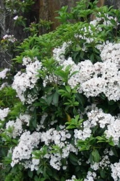Pristine Mountain Laurel (Kalmia Latifolia) - 3 Gallon Pot -Wilson Bros Gardens Shop kalmia latifolia pristine mountain laurel 2