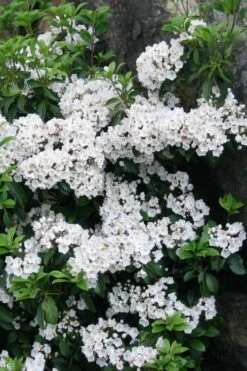 Pristine Mountain Laurel (Kalmia Latifolia) - 3 Gallon Pot -Wilson Bros Gardens Shop kalmia latifolia pristine mountain laurel 3