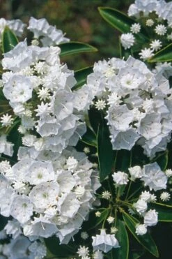 Pristine Mountain Laurel (Kalmia Latifolia) - 3 Gallon Pot -Wilson Bros Gardens Shop kalmia latifolia pristine mountain laurel 4