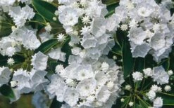 Pristine Mountain Laurel (Kalmia Latifolia) - 3 Gallon Pot -Wilson Bros Gardens Shop kalmia latifolia pristine mountain laurel 5