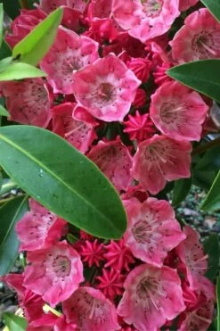 Raspberry Glow Mountain Laurel (Kalmia Latifolia) - 3 Gallon Pot -Wilson Bros Gardens Shop kalmia latifolia raspberry glow 2