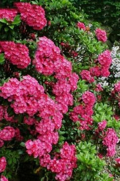 Raspberry Glow Mountain Laurel (Kalmia Latifolia) - 3 Gallon Pot -Wilson Bros Gardens Shop kalmia latifolia raspberry glow 3