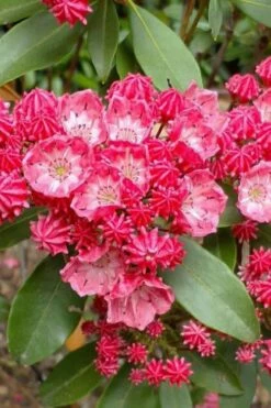 Sarah Pink Mountain Laurel (Kalmia Latifolia) - 3 Gallon Pot -Wilson Bros Gardens Shop kalmia latifolia sarah mountain laurel 3