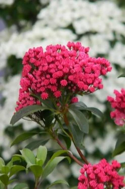 Sarah Pink Mountain Laurel (Kalmia Latifolia) - 3 Gallon Pot -Wilson Bros Gardens Shop kalmia latifolia sarah mountain laurel 6