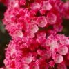 Sarah Pink Mountain Laurel (Kalmia Latifolia) - 3 Gallon Pot