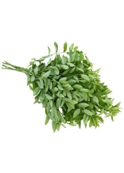 Katuk (Sauropus Androgynus) -Wilson Bros Gardens Shop katuk leaves