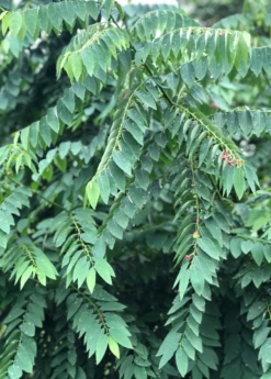 Katuk (Sauropus Androgynus) -Wilson Bros Gardens Shop katukculinaryherbmedicinalherbsowexotic