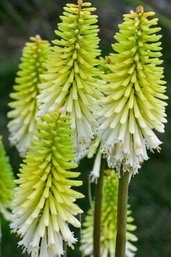 Lady Luck Kniphofia (Red Hot Poker) - 1 Gallon Pot -Wilson Bros Gardens Shop kniphofia lady luck 2 500x750 1