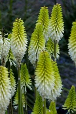 Lady Luck Kniphofia (Red Hot Poker) - 1 Gallon Pot -Wilson Bros Gardens Shop kniphofia lady luck red hot poker 2