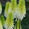 Lady Luck Kniphofia (Red Hot Poker) - 1 Gallon Pot