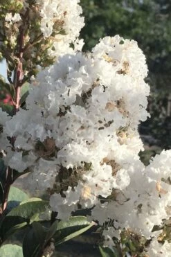 Enduring Summer 'White' Crape Myrtle - 3 Gallon Pot -Wilson Bros Gardens Shop lagerstroemia enduring summer white dwarf crape20myrtle 1
