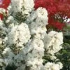 Enduring Summer 'White' Crape Myrtle - 3 Gallon Pot