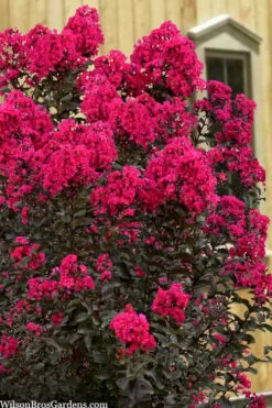 Black Diamond 'Mystic Magenta' Crape Myrtle - 7 Gallon Pot 9 Black Diamond 'Mystic Magenta' Crape Myrtle - 7 Gallon Pot -Wilson Bros Gardens Shop lagerstroemia indica black diamond mystic magenta crape myrtle 1 1