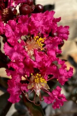 Black Diamond 'Mystic Magenta' Crape Myrtle - 3 Gallon Pot 8 Black Diamond 'Mystic Magenta' Crape Myrtle - 3 Gallon Pot -Wilson Bros Gardens Shop lagerstroemia indica black diamond mystic magenta crape myrtle 3 2