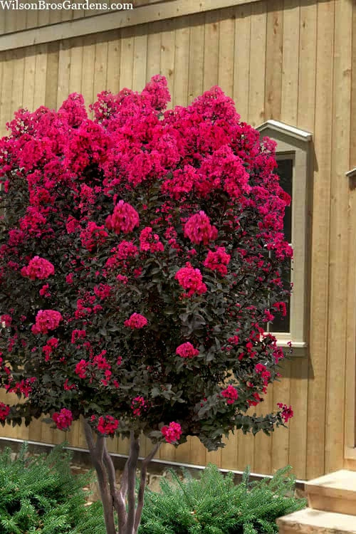 Black Diamond 'Mystic Magenta' Crape Myrtle - 7 Gallon Pot 1 Black Diamond 'Mystic Magenta' Crape Myrtle - 7 Gallon Pot