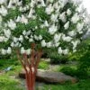 Natchez White Crape Myrtle - 1 Gallon Pot