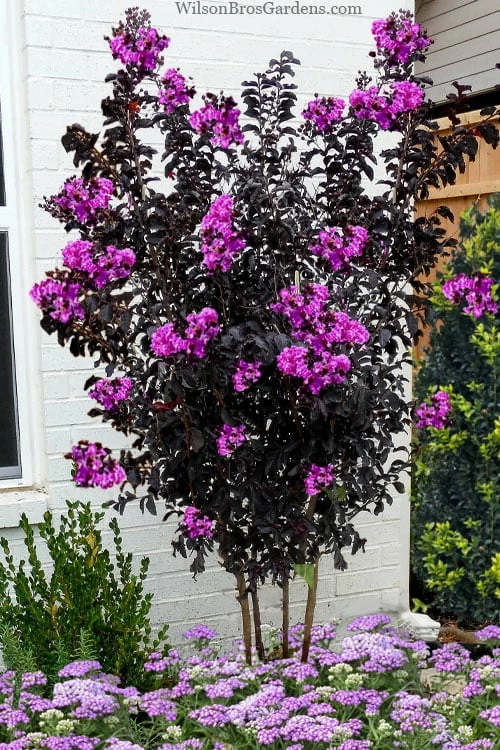 Black Diamond 'Purely Purple' Crape Myrtle - 3 Gallon Pot 1 Black Diamond 'Purely Purple' Crape Myrtle - 3 Gallon Pot